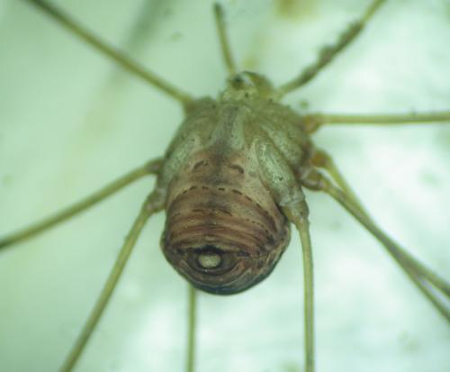 Amilenus aurantiacus